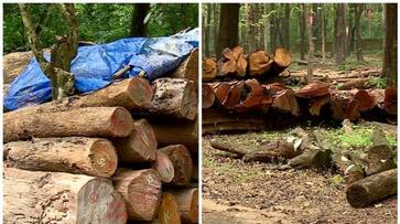 Allegation of disorder in the teak plantation vigilance investigation sts Allegation of disorder in the teak plantation vigilance investigation sts