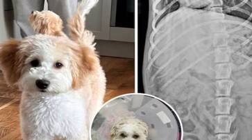 dog swallows owners socks undergoes surgery rlp dog swallows owners socks undergoes surgery rlp