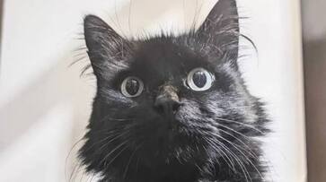Cambridgeshire missing cat found 96 km away another city rlp Cambridgeshire missing cat found 96 km away another city rlp
