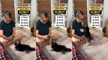 dog who answers maths questions viral video SSM dog who answers maths questions viral video SSM