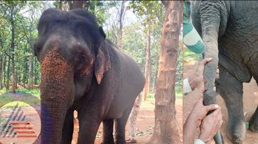 An elephant named Bhanumati was injured in the tail in sakrebailu at shivamogga rav An elephant named Bhanumati was injured in the tail in sakrebailu at shivamogga rav