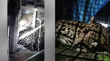 leopard trapped in hen nest, wayanad, forest officers shifted to safe place leopard trapped in hen nest, wayanad, forest officers shifted to safe place