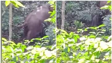 Wild elephant gave birth in kannur Wild elephant gave birth in kannur
