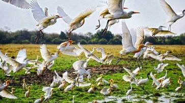 Villages near Erode celebrated silent diwali to conserve birds in nearby sanctuary ans Villages near Erode celebrated silent diwali to conserve birds in nearby sanctuary ans
