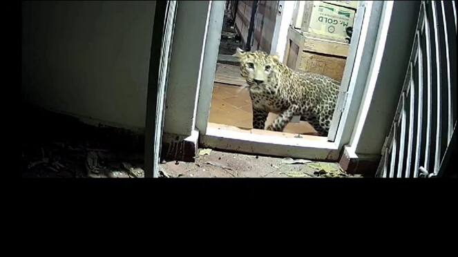 a cheetah left from residence after 26 hours struggle in nilgiris district vel