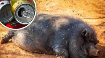 A wild boar drink beer from Tourist and started to roaming around vehicle in Australia akb A wild boar drink beer from Tourist and started to roaming around vehicle in Australia akb