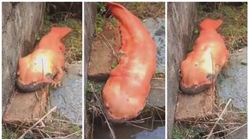 Video of salamander wandering in search of water goes viral bkg Video of salamander wandering in search of water goes viral bkg