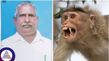 Davanagere man died from Monkey Attack and arekere villagers was Terrified sat Davanagere man died from Monkey Attack and arekere villagers was Terrified sat