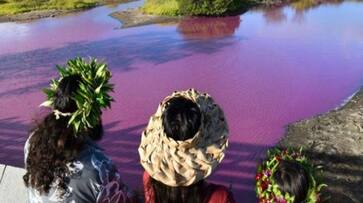 pond in hawaii turns bright pink rlp pond in hawaii turns bright pink rlp