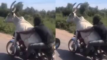 man riding bike with a bull rlp man riding bike with a bull rlp