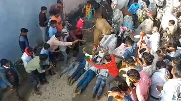 Cows trample people in Madhya Pradesh's Ujjain as part of Diwali ritual sgb Cows trample people in Madhya Pradesh's Ujjain as part of Diwali ritual sgb