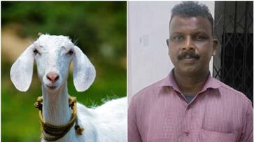 goat destroyed pineapple plant issues complaint to rural sp btb goat destroyed pineapple plant issues complaint to rural sp btb