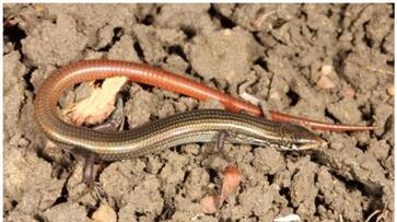 species of lizard that was thought to be extinct was found after 42 years bkg species of lizard that was thought to be extinct was found after 42 years bkg