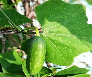 Is ivy gourd good for health? rsl