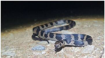 no antidote Stephen s banded snake raised a threatening in Australia bkg no antidote Stephen s banded snake raised a threatening in Australia bkg