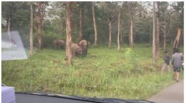 provoked wild elephant take case forest department sts provoked wild elephant take case forest department sts