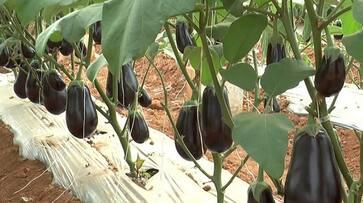 Bottled Eggplant attraction at Bengaluru Agricultural Fair gvd Bottled Eggplant attraction at Bengaluru Agricultural Fair gvd