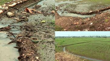 septic tank waste dumped on paddy field where seeds were growing repeated incident within months gap in Neendoor etj septic tank waste dumped on paddy field where seeds were growing repeated incident within months gap in Neendoor etj