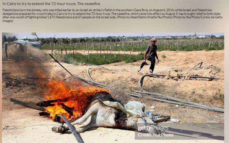 Israel Hamas War Palestinians burn the donkey here is the fact of photos 2023 11 15 jje 