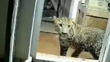 spotted Leopard attacked six people after entering a house in the Nilgiris district of Tamil Nadu bkg spotted Leopard attacked six people after entering a house in the Nilgiris district of Tamil Nadu bkg