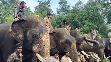 The forest department is struggling to capture the wild elephant gvd The forest department is struggling to capture the wild elephant gvd