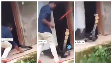 Video of capture of king Cobra goes viral on social media bkg Video of capture of king Cobra goes viral on social media bkg