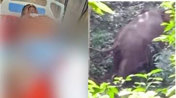 wild elephant attack tapping laborer in malappuram SSM wild elephant attack tapping laborer in malappuram SSM