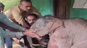 Forest Department Personnel added the Baby Elephant with the Mother in Kodagu grg Forest Department Personnel added the Baby Elephant with the Mother in Kodagu grg