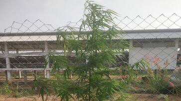 Three Arrested for Growing Marijuana Plant in Kolar grg Three Arrested for Growing Marijuana Plant in Kolar grg