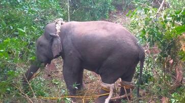 Another Elephant Caught During The Wild Elephant Operation At Chikkamagaluru gvd Another Elephant Caught During The Wild Elephant Operation At Chikkamagaluru gvd