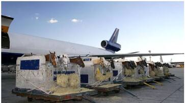 plane was brought back after the horse escapes crate while flying at 30000 feet bkg plane was brought back after the horse escapes crate while flying at 30000 feet bkg