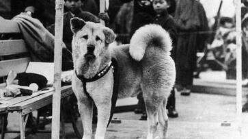 World most loyal dog Hachiko turns 100 in japan smp World most loyal dog Hachiko turns 100 in japan smp
