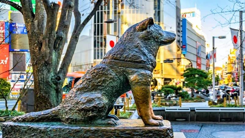 World most loyal dog Hachiko turns 100 in japan smp