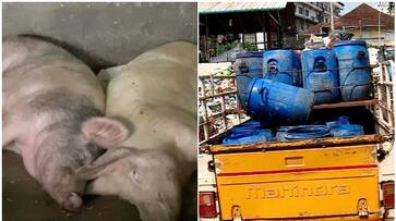 hotel waste to pig farm issues between kochi corporation and farmers btb hotel waste to pig farm issues between kochi corporation and farmers btb