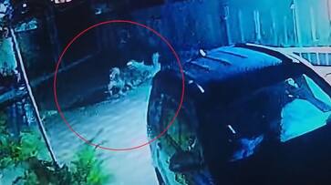 The dogs that attacked the leopard itself.. The wild beast that ran away with its tail.. The video is viral..ISR The dogs that attacked the leopard itself.. The wild beast that ran away with its tail.. The video is viral..ISR