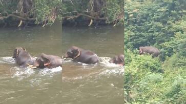 wild elephant herd takes hours longing bath in pathanamthitta residential area etj wild elephant herd takes hours longing bath in pathanamthitta residential area etj