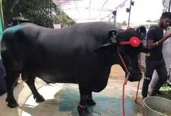 rajasthan pushkar animal fair male buffalo earns rupees 8 lakh per month selling semen zrua