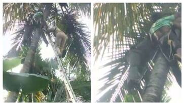 young man who had an accident while climbing a coconut using a machine was rescued FVV young man who had an accident while climbing a coconut using a machine was rescued FVV