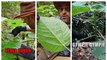 What do you know about the suicide plant called gimpy-gimpy bkg What do you know about the suicide plant called gimpy-gimpy bkg