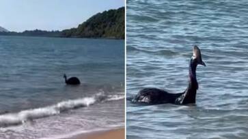 one of the worlds most dangerous bird cassowary in australian beach rlp one of the worlds most dangerous bird cassowary in australian beach rlp