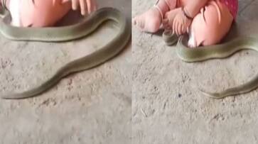 child playing with snake viral video rlp child playing with snake viral video rlp