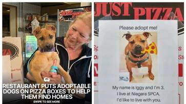 American restaurant promotes adoption of stray dogs bkg American restaurant promotes adoption of stray dogs bkg
