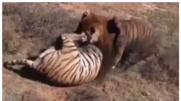 13-year-old tiger named Bajrang was killed in a fight between tigers bkg 13-year-old tiger named Bajrang was killed in a fight between tigers bkg