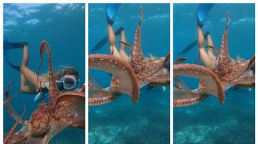 video of a young woman with an octopus under the sea has gone viral bkg video of a young woman with an octopus under the sea has gone viral bkg
