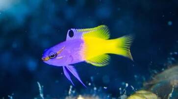 expensive fishes in the world rlp expensive fishes in the world rlp