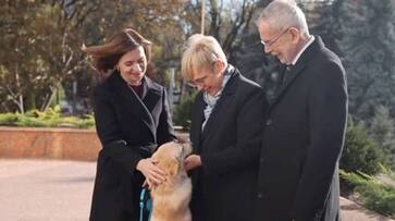 austrian president alexander van der bellen bitten by moldovan president maia Sandus dog rlp austrian president alexander van der bellen bitten by moldovan president maia Sandus dog rlp
