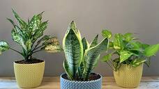 Peace Lily to Snake Plant-7 plants that don't need sunlight RBA EAI