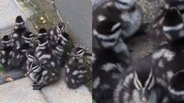 Hawks circled the house and dogs barked Rare guests who came to the feast ppp Hawks circled the house and dogs barked Rare guests who came to the feast ppp