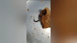 A dead lizard found in a store-bought samosa in the Nilgiris has created a sensation vel