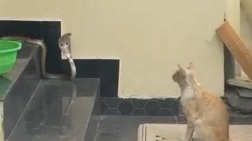 Watch Cat vs Snake: pet cat stopped a cobra trying to enter the house in Coimbatore viral video